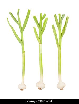 young garlic path isolated on white Stock Photo