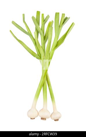 young garlic path isolated on white Stock Photo