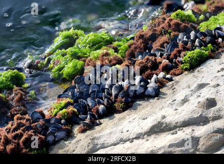 Sea coast with surf salt water green algae and shells grown on rocks stones in bright sunshine Stock Photo