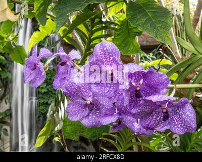 BLUE MOTH ORCHIDS WATERFALL tropical setting Phalaenopsis (moth orchids) orchid flower blossoming Phalaenopsis Blume, commonly known as moth orchids Stock Photo