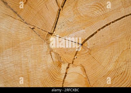Holz Stock Photo