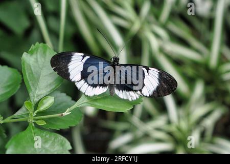 Brush-footed butterfly on a plant leaf. Stock Photo