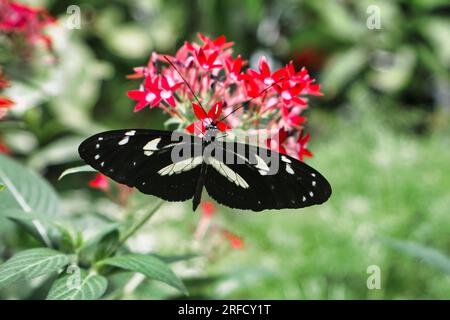 Zebra longwing butterfly of a flower. Stock Photo