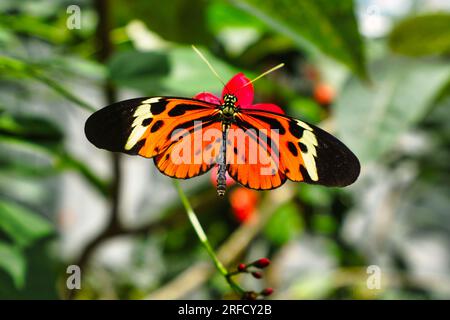 Brush-footed butterfly on a plant leaf. Stock Photo