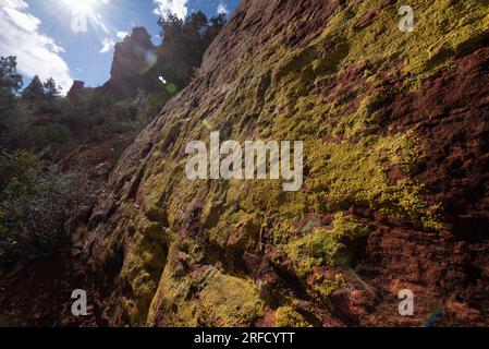 Moss grows on the side of a large rock in the red rocks area near Sedona in Arizona USA Stock Photo