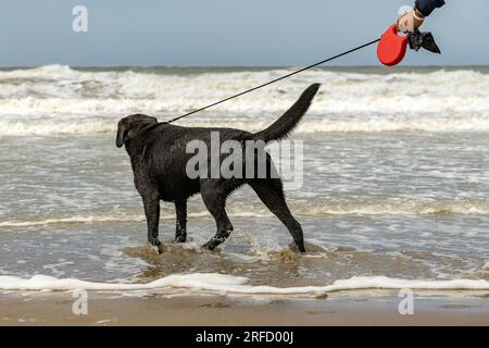black dog on a leash stands on the beach Stock Photo