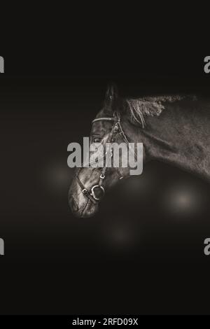 portrait of a horse Stock Photo