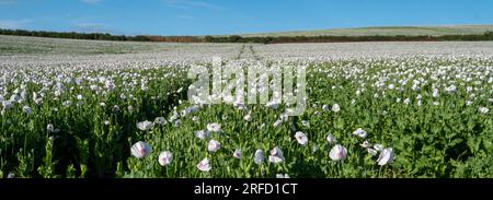 White Poppies growing near Wallingford, on the way to Henley. Stock Photo