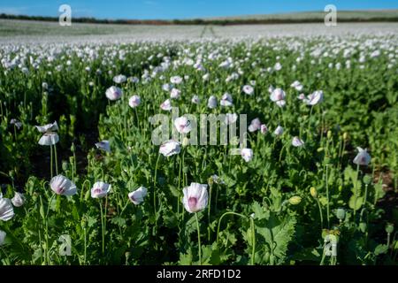 White Poppies growing near Wallingford, on the way to Henley. Stock Photo