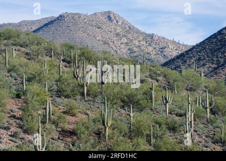 Views of the Saguaro cacti in the Saguaro National Park in Arizona USA Stock Photo