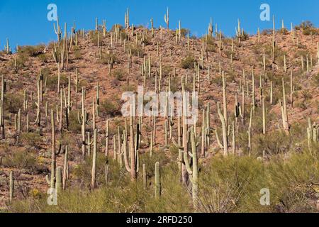 Saguaro cacti in the Saguaro National Park in Arizona USA Stock Photo