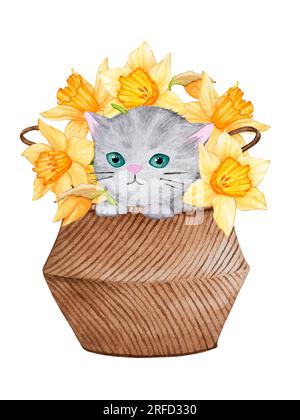 Fluffy gray cat in a basket with flowers daffodils. Cute watercolor illustration on the theme of pets. Ready-made design for a poster, card, invitatio Stock Photo