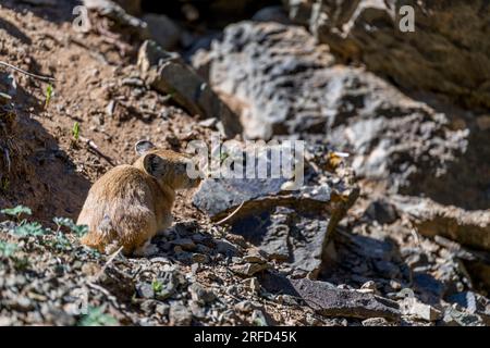 Pallas's Pika, Ochotona pallasi Stock Photo - Alamy