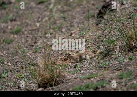 A Long-tailed groundsquirrel or Eversmann's souslik (Urocitellus undulatus) in the Yolyn Am (Gurvan Saikhan National Park), a deep and narrow gorge in Stock Photo
