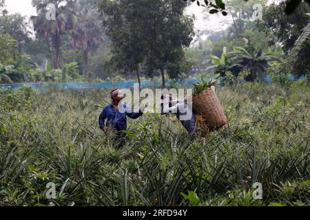 Farmers harvesting pineapples in Tangail, Bangladesh on July 25, 2023. Stock Photo