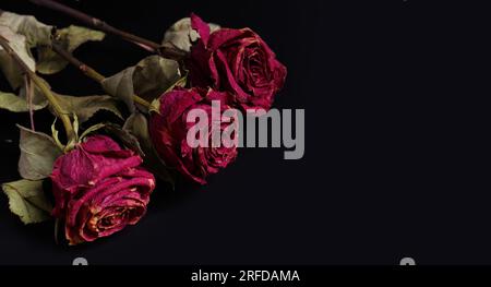 Dry pink roses on a black background. Three dead roses close up, copy space. The concept of loneliness, age, sadness, old age, unhappy love, loss. Stock Photo