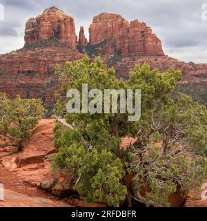 Utah Juniper and Cathedral Rock, sandstone butte, Near Sedona, January, Arizona, USA, by Dominique Braud/Dembinsky Photo Assoc Stock Photo