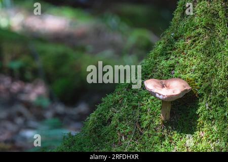 Woodland mushroom fungus natural backgrounds moss green copy space textures Stock Photo