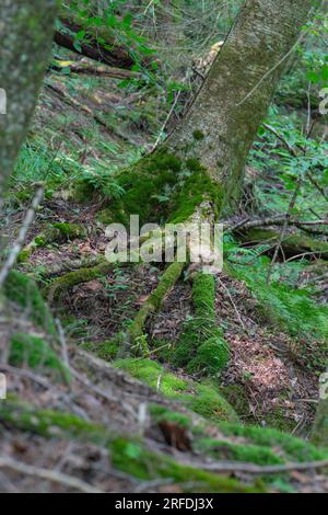 Natural backgrounds design for graphic  moss selective focus technique, blurred out background Stock Photo