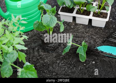 Young green seedlings growing in soil outdoors Stock Photo