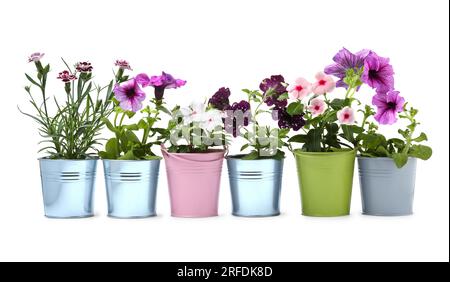 Different flowers in metal pots isolated on white Stock Photo