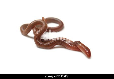 Two earthworms on white background. Terrestrial invertebrates Stock Photo