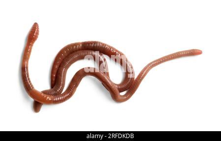 Earthworms on white background, top view. Terrestrial invertebrates Stock Photo
