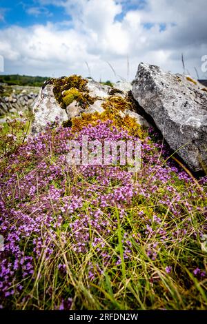 Beautiful flowers blooming on rocks countryside Ireland in summer Stock Photo