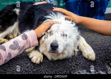 Petting adorable border collie sheep dog close up portrait Stock Photo