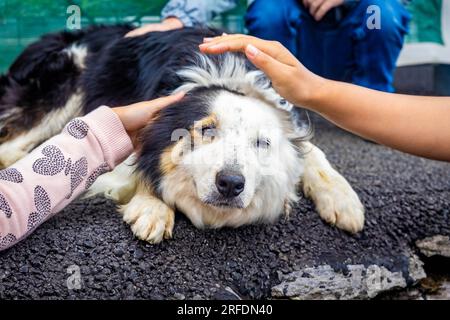 Petting adorable border collie sheep dog close up portrait Stock Photo