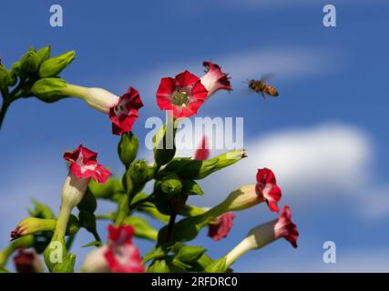 A red blooming Tobacco plant (Nicotiana tabacum) against a beautiful blue sky, white fluffy clouds, and hovering bee. Stock Photo