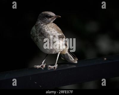 Juvenile Northern Mockingbird (Mimus polyglottos), Alexandria, VA, USA Stock Photo