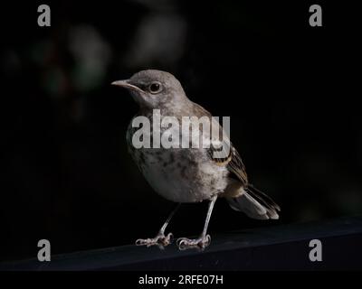 Juvenile Northern Mockingbird (Mimus polyglottos), Alexandria, VA, USA Stock Photo