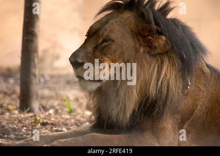 Lions have strong, compact bodies and powerful forelegs, teeth and jaws for pulling down and killing prey. Stock Photo