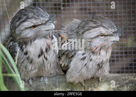 the tawny frogmouth has a mottled grey, white, black and rufous – the feather patterns help them mimic dead tree branches. Their feathers are soft, li Stock Photo