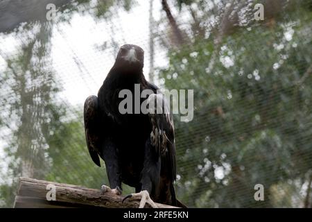 The Wedge-tailed Eagle is a dark brown-black color. The beak of the Wedge-tailed Eagle is pale cream. Stock Photo