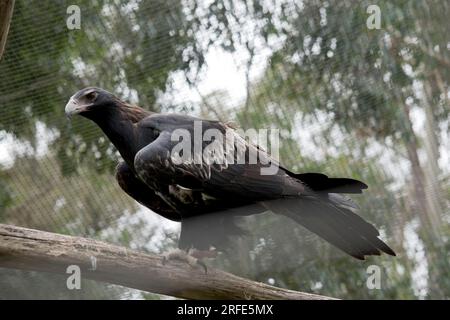 The Wedge-tailed Eagle is a dark brown-black color. The beak of the Wedge-tailed Eagle is pale cream. Stock Photo