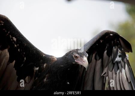 The Wedge-tailed Eagle is a dark brown-black color. The beak of the Wedge-tailed Eagle is pale cream. Stock Photo