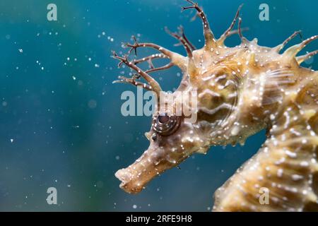 male spiny seahorse in captivty Stock Photo