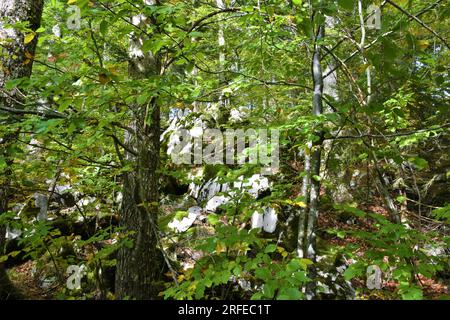 Broadleaf, temperate, deciduous forest with a beech trees and limestone rocks Stock Photo