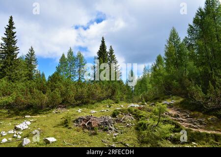 Beautiful alpine landscape above Lipanca, Slovenia in Julian alps and Triglav national park with conifer larch and spruce trees and mugo pine Stock Photo