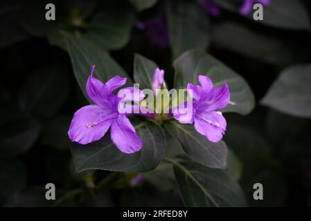 Barleria cristata with purple flowers. Close-up of the flowering plant. Philippine violet, bluebell barleria or crested Philippine violet. Stock Photo