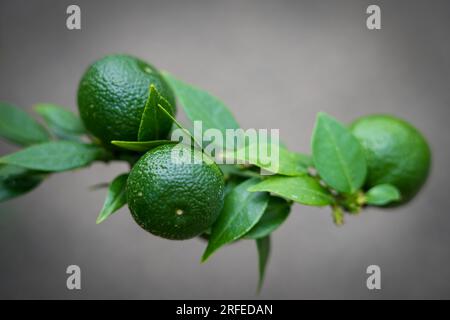 Close up of the green fruits of Citrus myrtifolia. Branch of a citrus plant against a gray background. Stock Photo