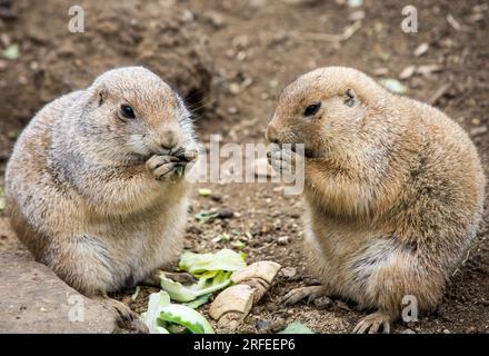 A pair of prairie dogs eating in their enclosure at Cotswold Wildlife Park and Gardens. Stock Photo