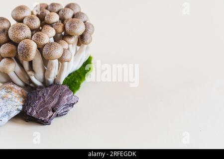Cluster of fresh brown shimeji mushrooms close up. shimeji mushrooms on a light background with stone and moss. Stock Photo