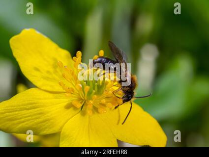 Honey bee on Yellow wood Anemone, Anemonoides ranunculoides. Nature awakening in spring. Stock Photo