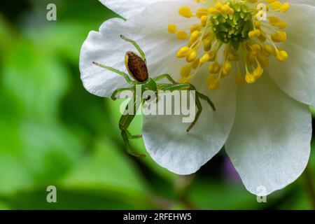 The Green Crab Spider, Diaea dorsata, hunts for prey on a white wood anemone flower. Stock Photo