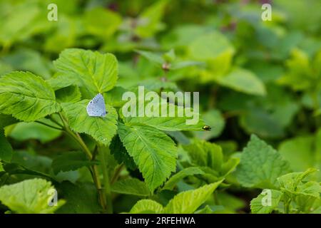 The Holly Blue butterfly Celastrina argiolus, wings slightly apart, resting on leaves. Stock Photo