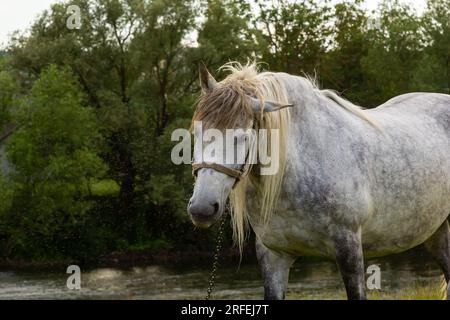 A beautiful white grey horse stays calm grazing on green grass field or pasture, its ears up and head down. Rural landscape background. Stock Photo