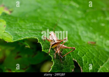 Natural closeup on a sub-adult dark bush-cricket, Pholidoptera griseoaptera sitting on a green leaf. Stock Photo